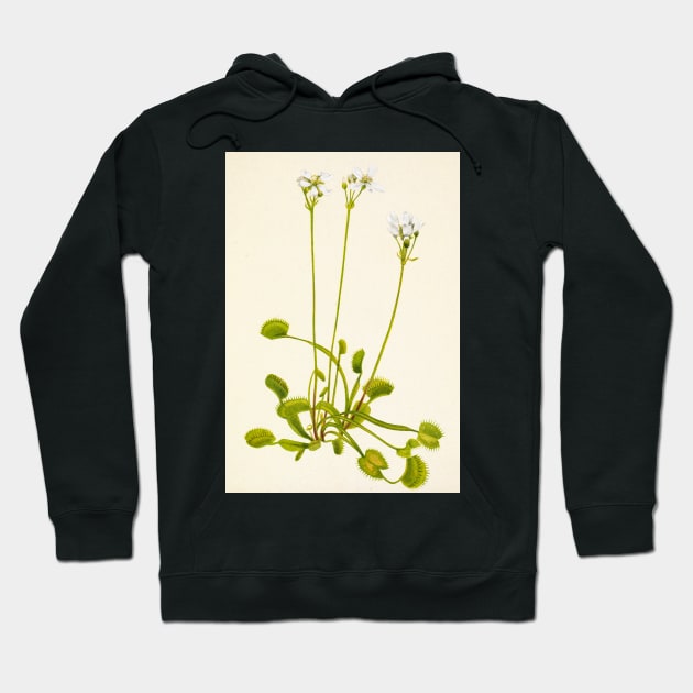 Venus flytrap - Botanical Illustration Hoodie by chimakingthings